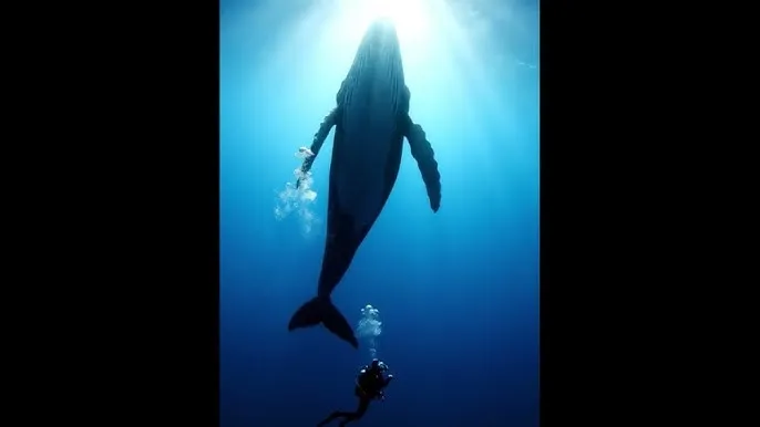 情深叉喔 - 深蓝星球：探索海洋深处的未知世界